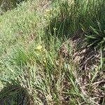 Camelina microcarpa Foglia