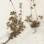 Alchemilla saxatilis Hábito