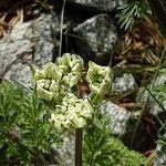 Orlaya grandiflora Floro