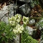 Orlaya grandiflora Blomma