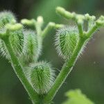 Cnidoscolus urens Fruit