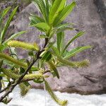 Salix longiflora Yeri