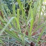 Cymbopogon nardus Blad