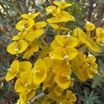 Euphorbia nicaeensis Floare