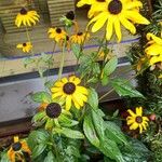 Rudbeckia triloba पत्ता