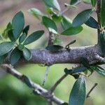 Olea europaea Bark