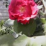 Rosa pendulina Λουλούδι