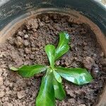 Ixora coccinea Leaf