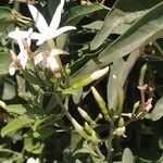 Jasminum grandiflorum 花