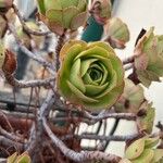 Aeonium balsamiferum 叶