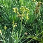 Curio talinoides Flower