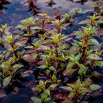 Ludwigia palustris Deilen