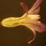 Brodiaea pallida ফুল