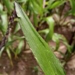 Zea mays Feuille