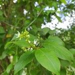 Citharexylum spinosum Folha