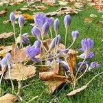 Crocus speciosusBlomst