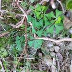 Lotus tetraphyllus Leaf