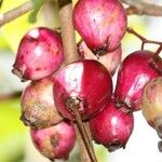 Syzygium cymosum Плод