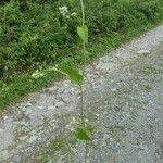 Fallopia convolvulus Rinde