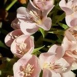 Dombeya acutangulaFlower