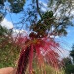 Calliandra houstonianaBlomst