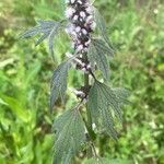 Leonurus quinquelobatus Hábito