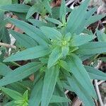 Antirrhinum australeLeaf