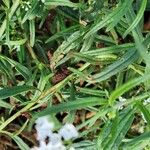 Heliotropium longiflorum पत्ता