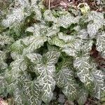 Arum italicum Habit