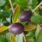Acokanthera oblongifolia Φρούτο