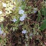 Phacelia distans Flower