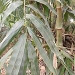 Dendrocalamus giganteus Leaf