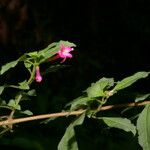 Fuchsia microphylla Flower