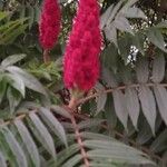 Rhus typhina Flower