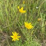 Tragopogon orientalis Habit