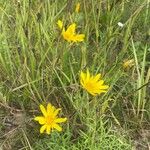 Tragopogon orientalis Habitus