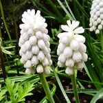 Muscari botryoidesFloro