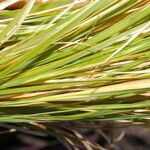 Trachypogon plumosus Leaf