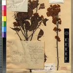 Dombeya hispidicyma その他の提案