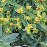 Euphorbia spinosa 花