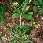 Sisymbrella aspera Hábito