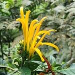 Justicia aurea Bloem