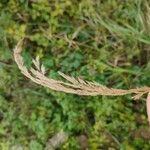 Calamagrostis epigejosफूल