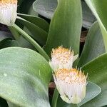 Haemanthus albiflosफूल