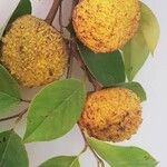 Annona neoinsignis Fruit