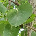 Populus deltoides Blad