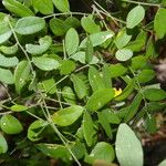 Lonchocarpus hughesii