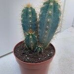 Pilosocereus pachycladus Hostoa