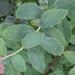 Spiraea douglasii Levél