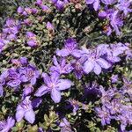 Rhododendron nivale Flower